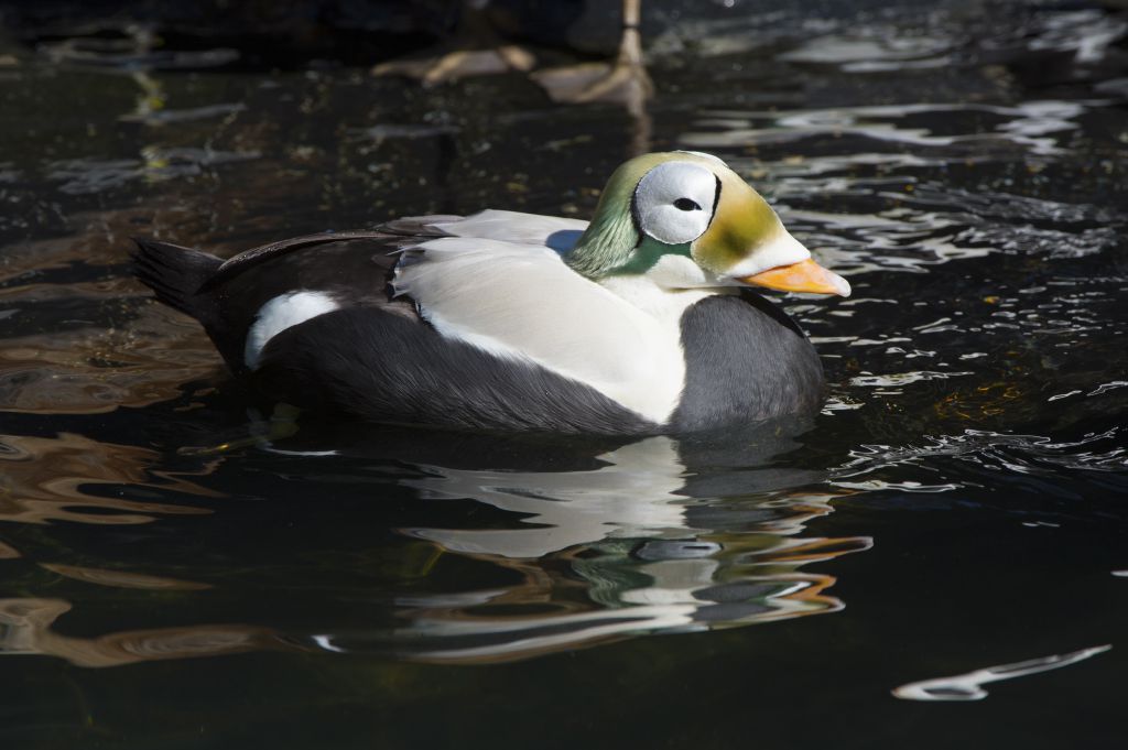 Spectacled eider: Also in the Polar Seabird exhibit, spectacled eiders are large sea ducks that are native to coastal areas in Arctic Russia and Alaska and spend most of the winter in the Bering Sea. They are classified as Threatened by the U.S. Fish and Wildlife Service as their population is decreasing due to the changing climate in the Arctic. A first for Central Park Zoo, there are three chicks that will be on exhibit later this year.